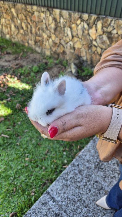 Coelhos Anões bebés.