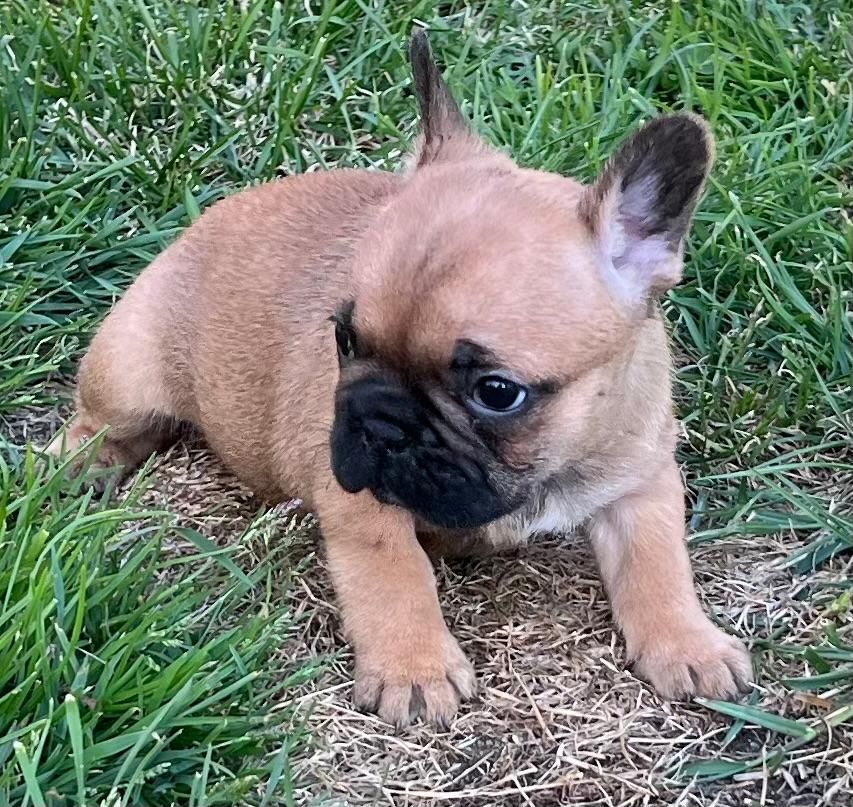 Piękny Buldog Francuski