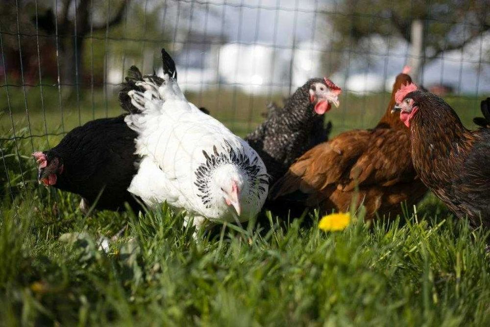 Kury kokoszki nioski Rosa kolorowa na wybieg odchowane dostawa Gratis