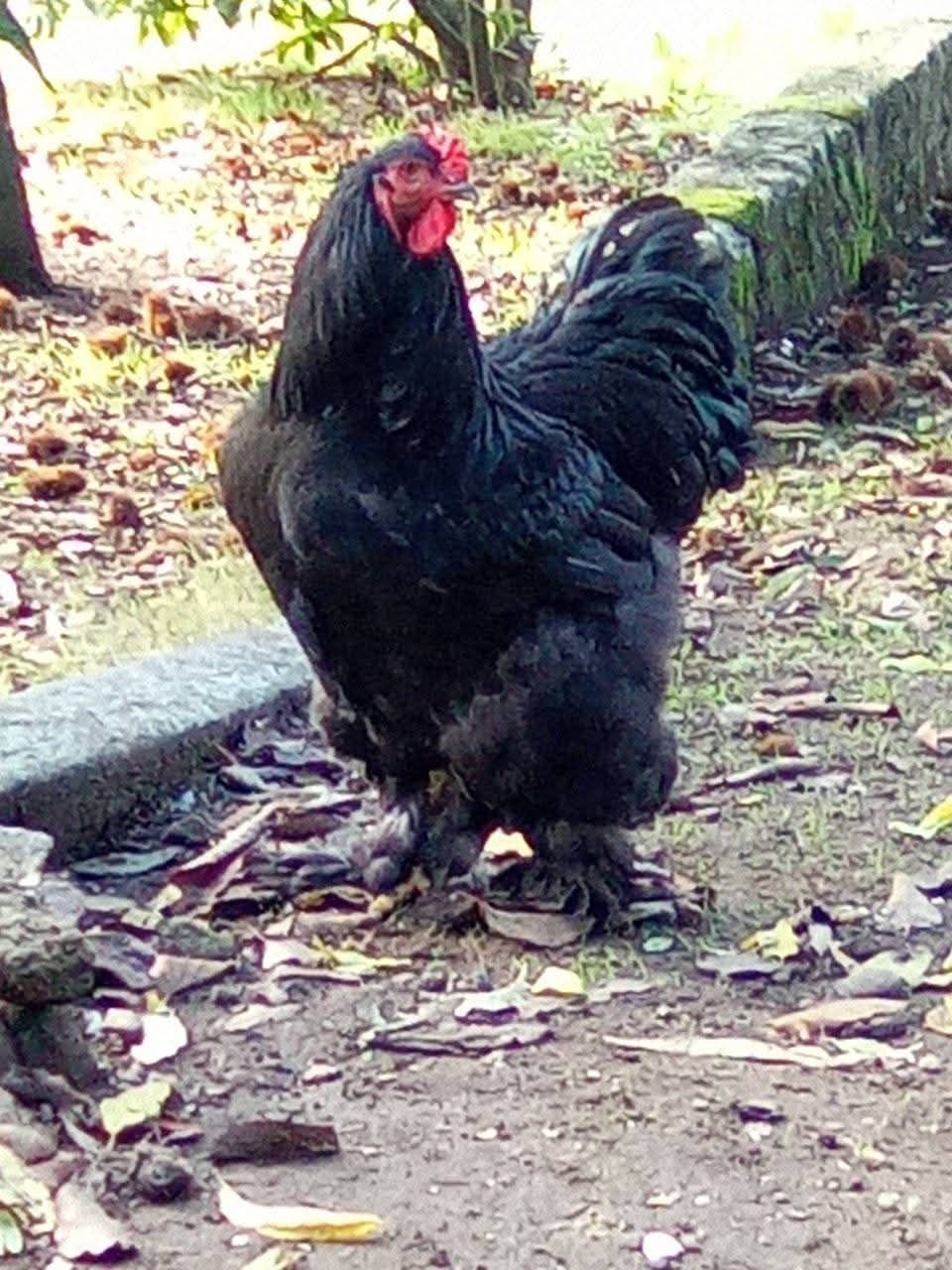 Galo Brahma black