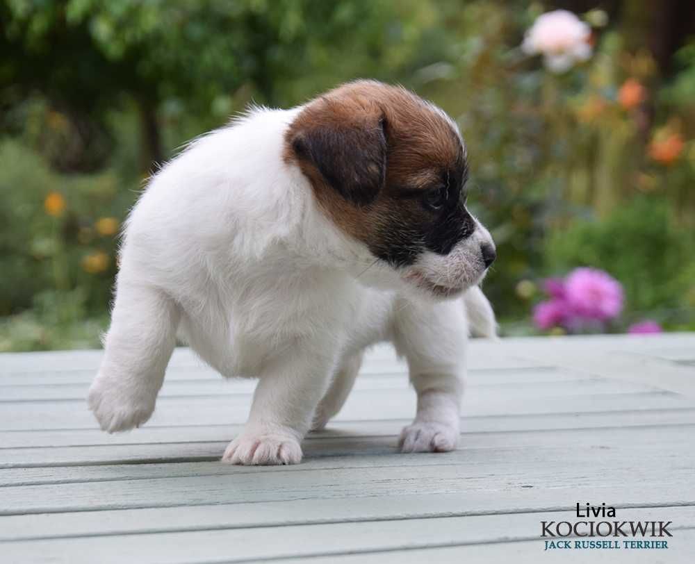 Jack Russell Terrier - suczka z rodowodem ZKwP