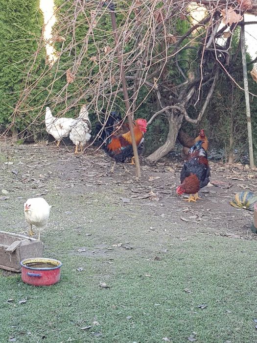 Sprzedam koguty roczne