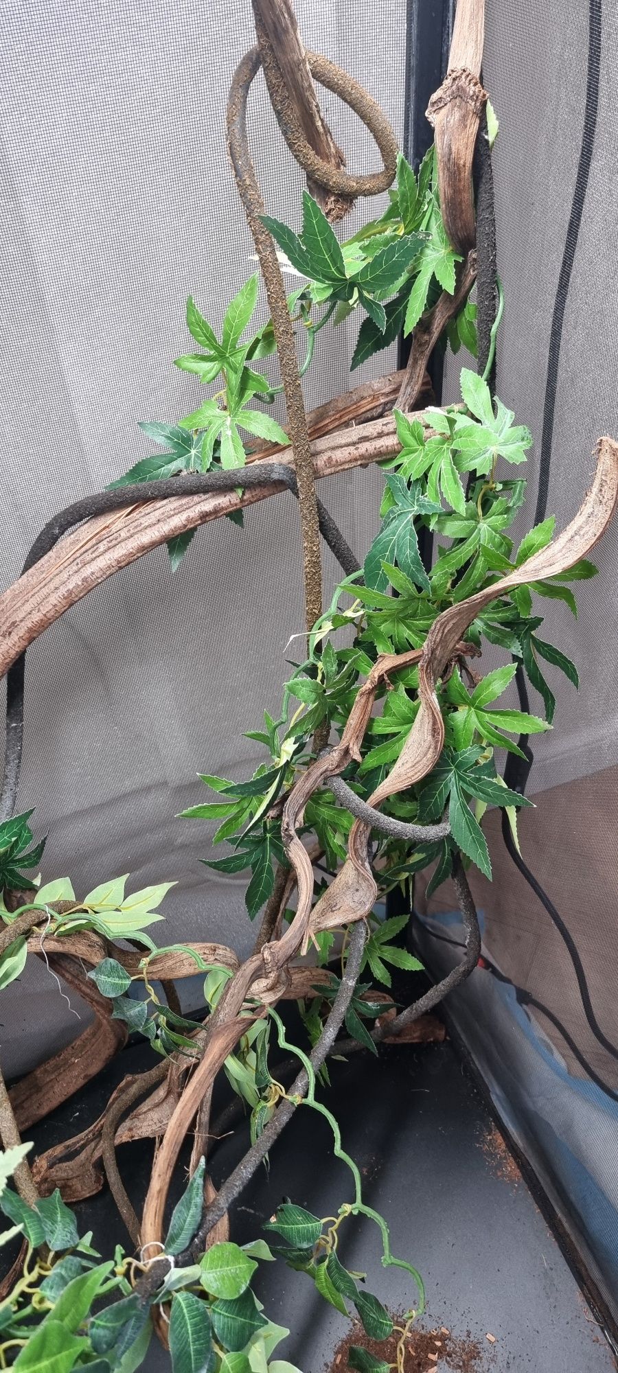 Terrarium dla kameleona