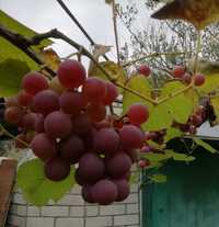 Саженцы винограда, сорт Лидия