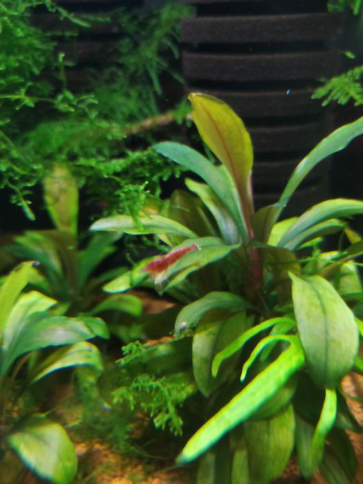 Krewetki Red Ruby Extreme