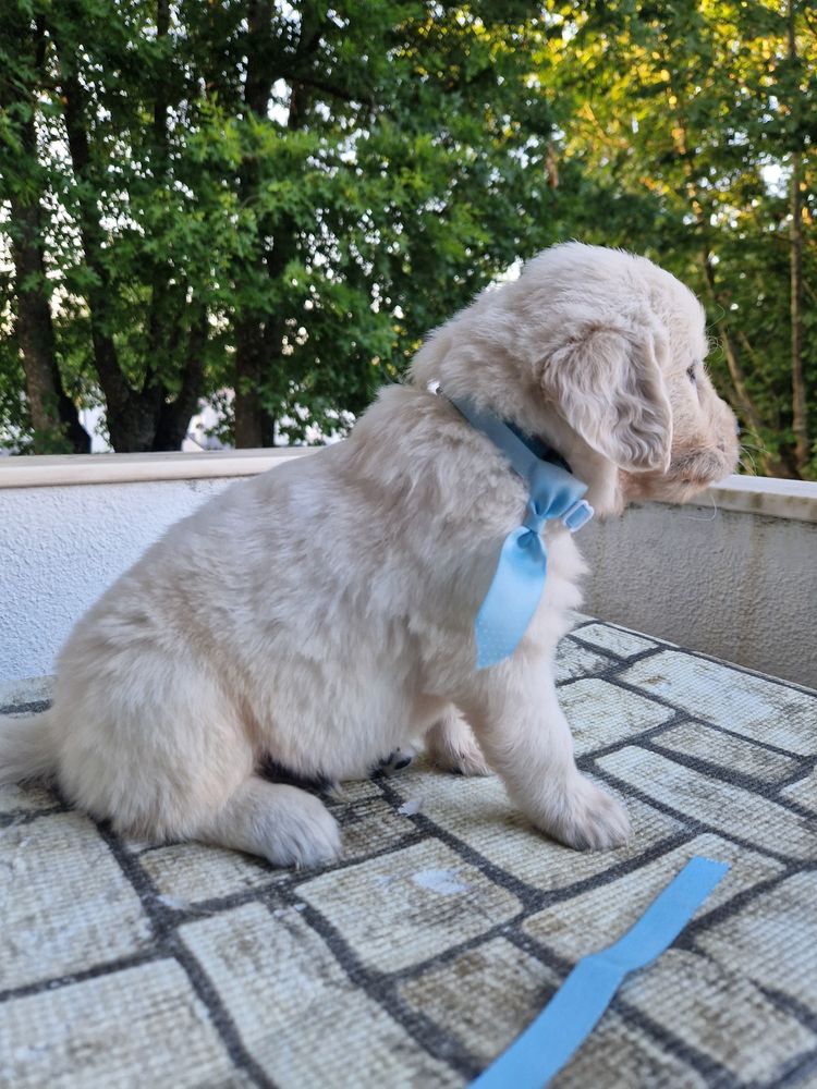 Golden Retriever com LOP pedigree