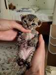 Kot Devon Rex Kociak Devon Devonek Rex Panterka