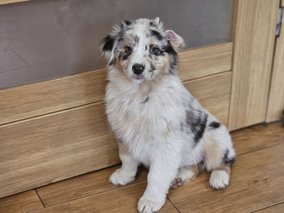 Owczarek australijski Aussie SUCZKA