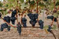 Sadzonka winorośli winogron odmiany przerobowe na wino