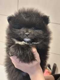 Szpic miniaturowy POMERANIAN szczeniak piesek czarny szczeniaki