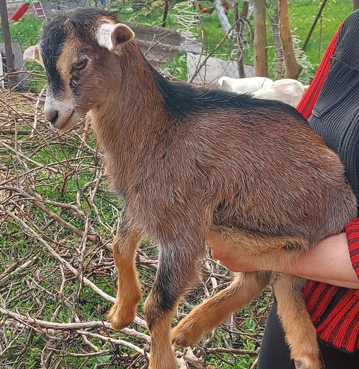 Продам Англо - нубийская козочка