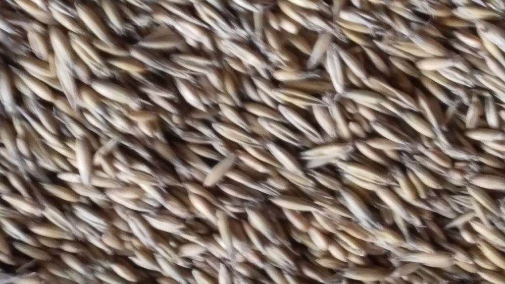 Płody rolne zbiór 2025