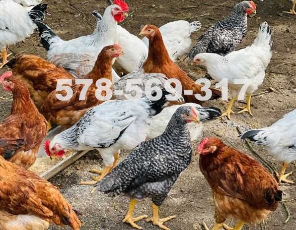 Kury nioski Duże ROSA V Leghorn Lohman Isa Brown Dominant Greenshell