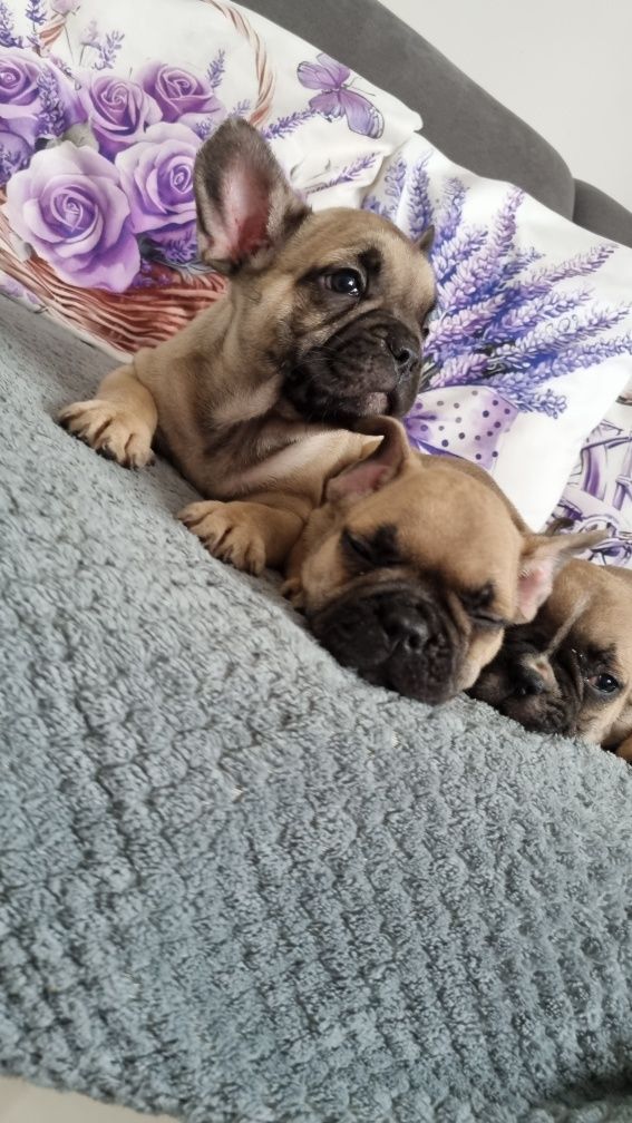 Buldog francuski pies