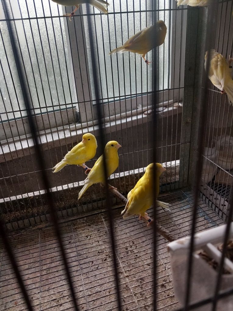 tenho  para  vender 5 canarios amarelos  . os 5 sao machos