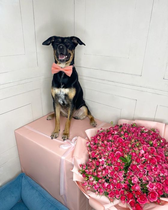 Габі шукає родину