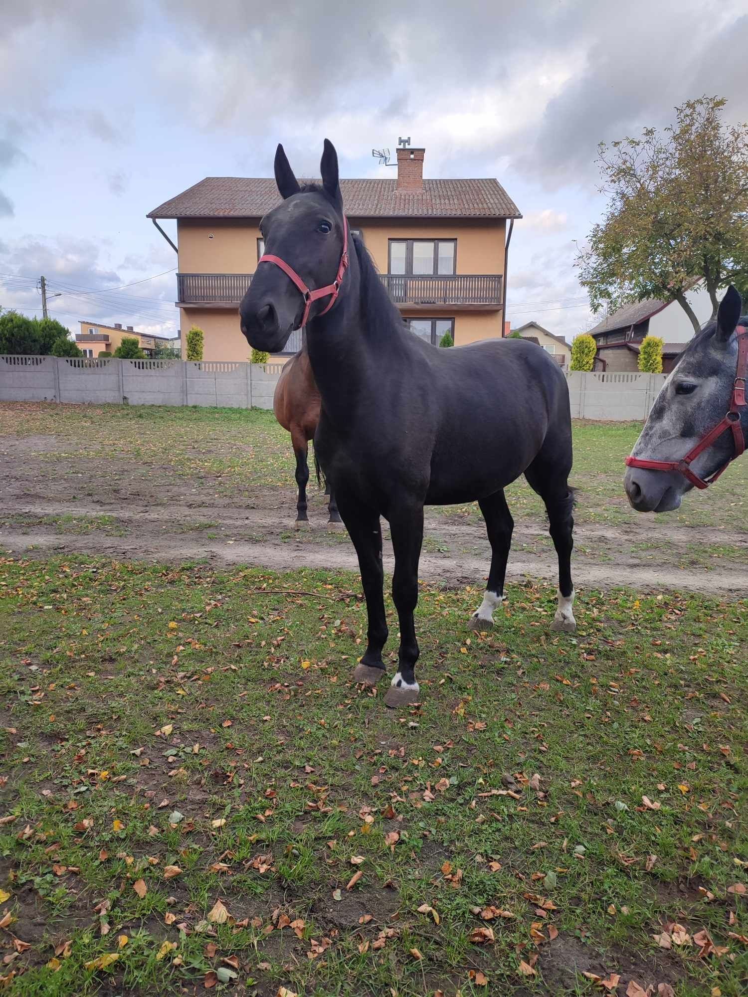 Klacz Śląska sprzedam