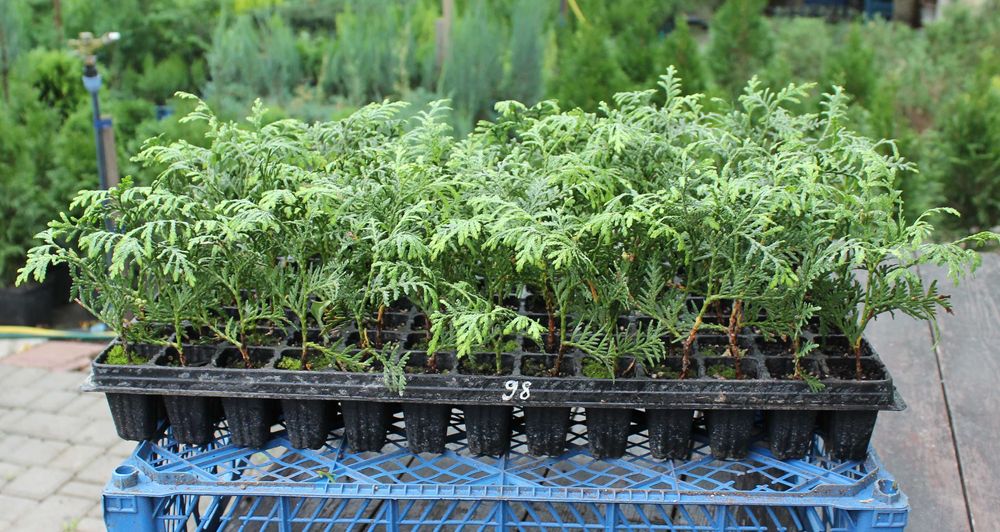 Туї, саджанці  (Туя Смарагд, Даніка,  Колоновидна), ялівець, самшит