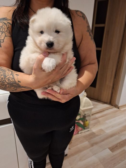 Samoyed  rodowód