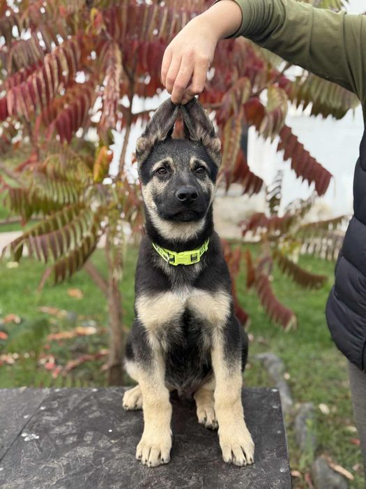 ВЕО майбутній захисник і друг — цуценята від DNWINDTALKERS