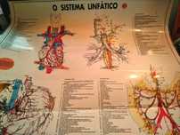 Poster plastificado sistema linfático