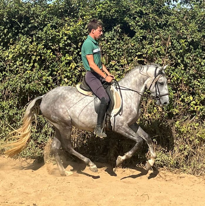 Poldro Lusitano de 3 anos