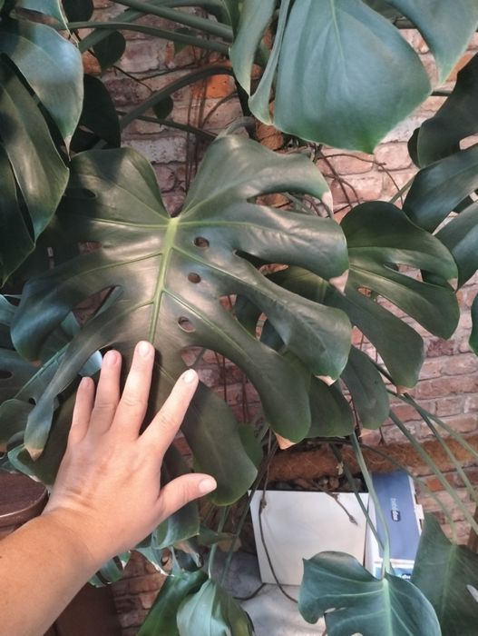 Monstera duże liście