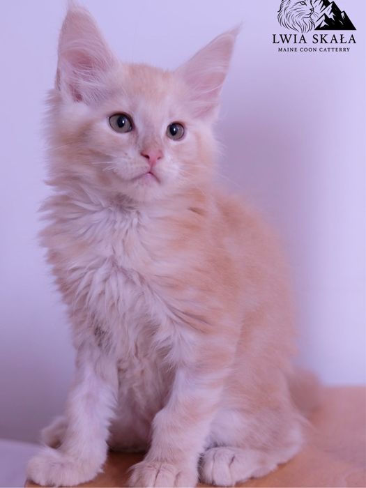 Maine coon kocur kremowy dymny fpl