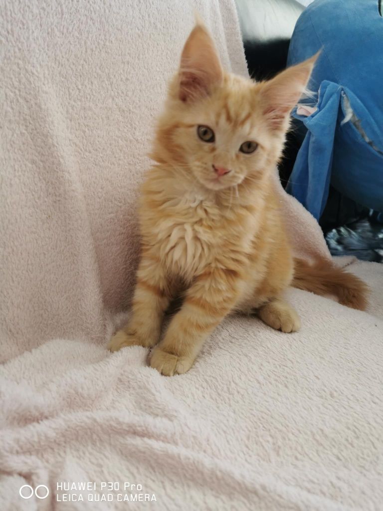 Rudy  kotek Maine coon