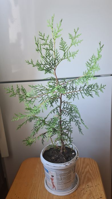 Туя укорененное растение