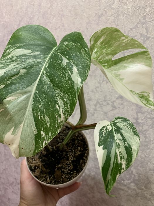 Продам монстеру Альба