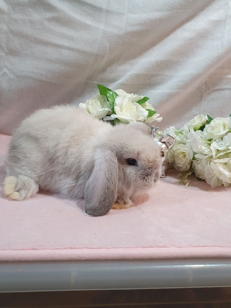 Królik mini lop słodkie maluchy