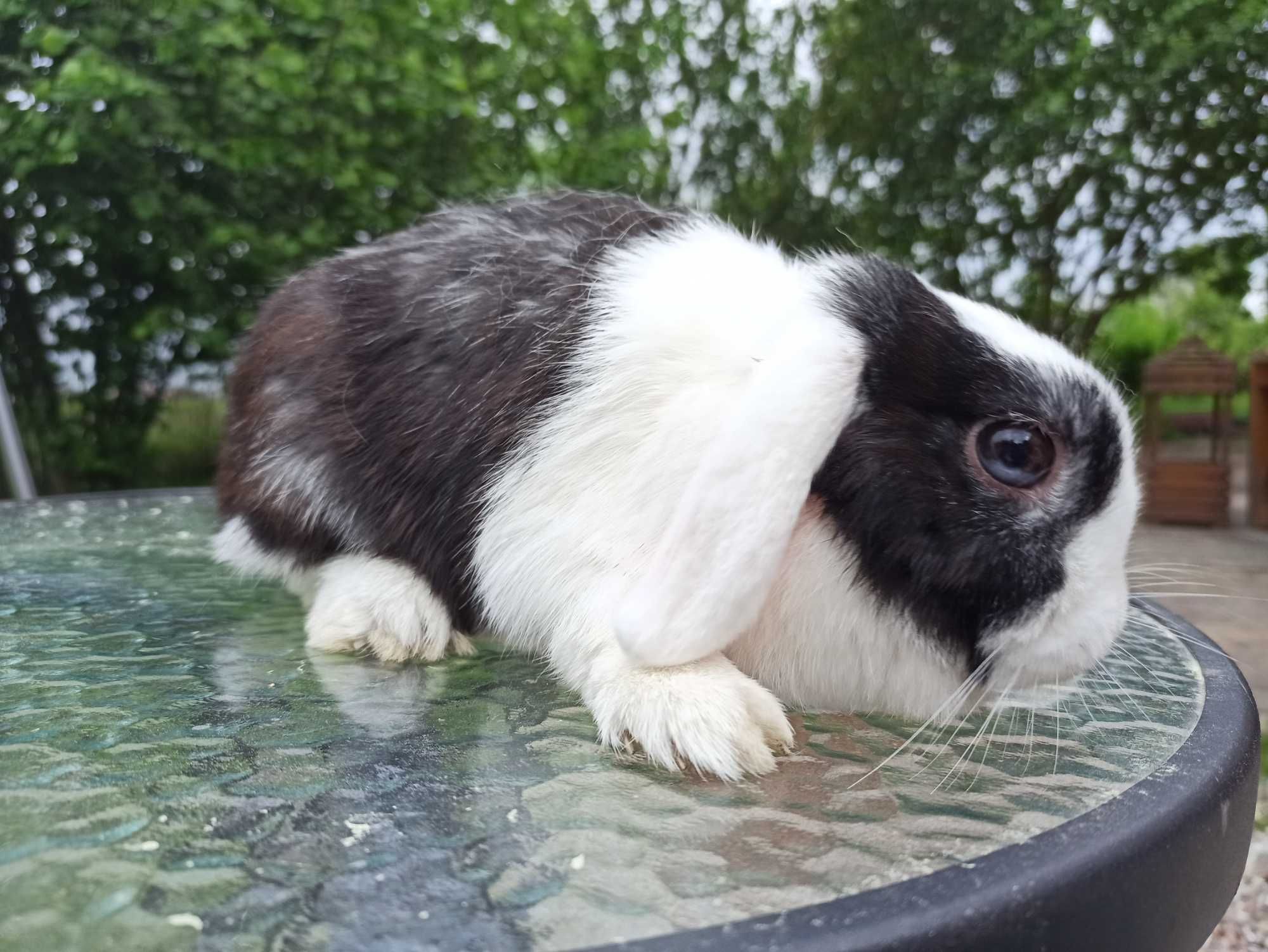 Królik miniaturka MINI LOP