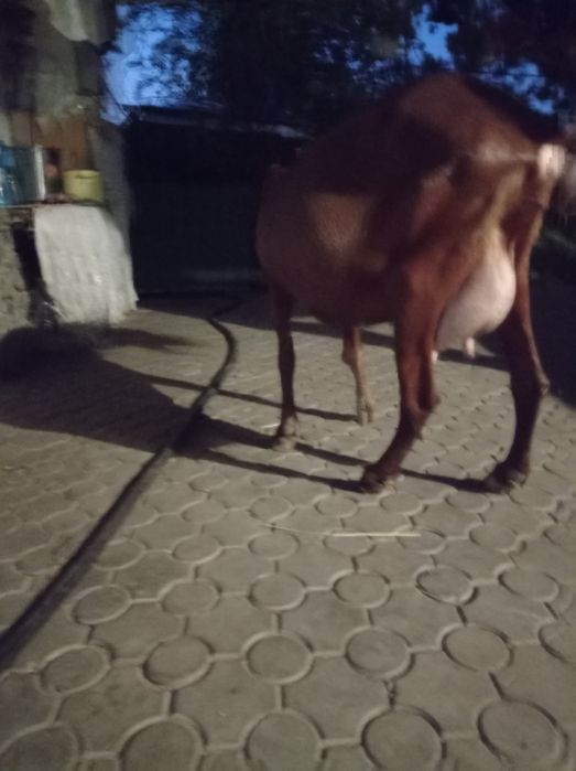 Продам козу нубо-камори