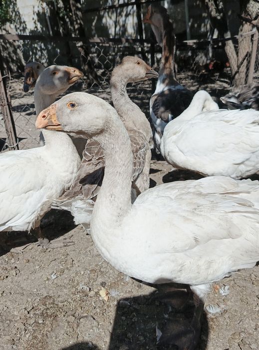 Продам гусей Тульські Горбоносі (Комогори)