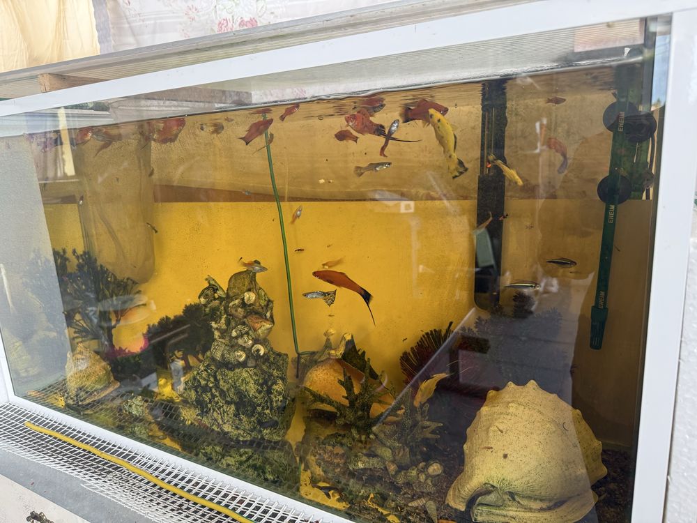 Peixes e aquarios