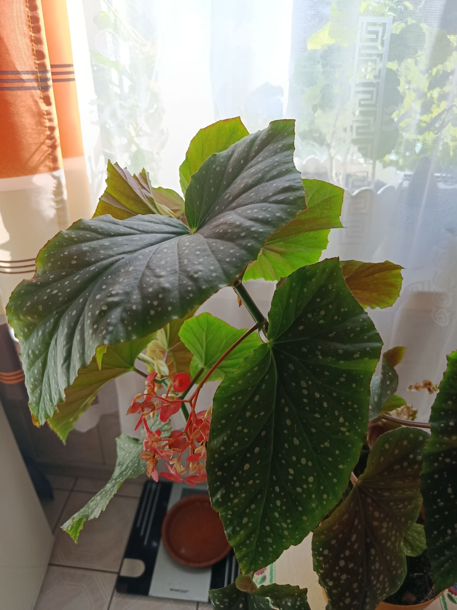 Begonia Lucerna duża roślina