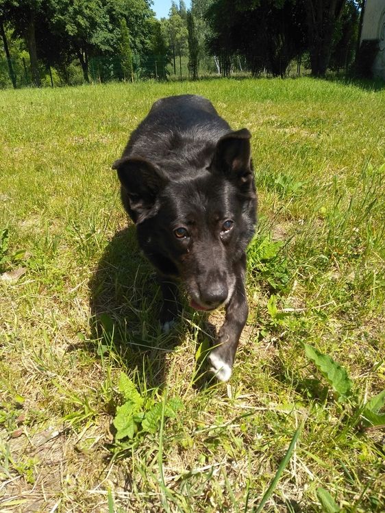Stefanek poczciwy, łagodny pies do adopcji