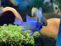 Pielęgniczka Ramireza Electric Blue CatFish Klonowica 22A