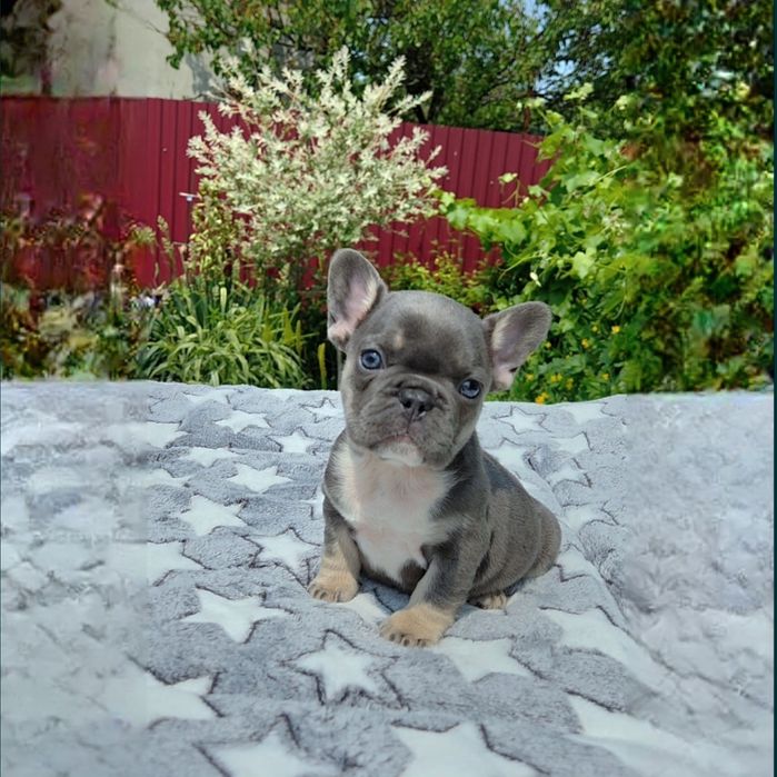 Миничка щенок Голубая тан красотка!