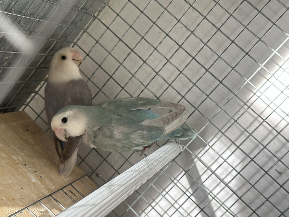 Casal de agapornis reprodutor