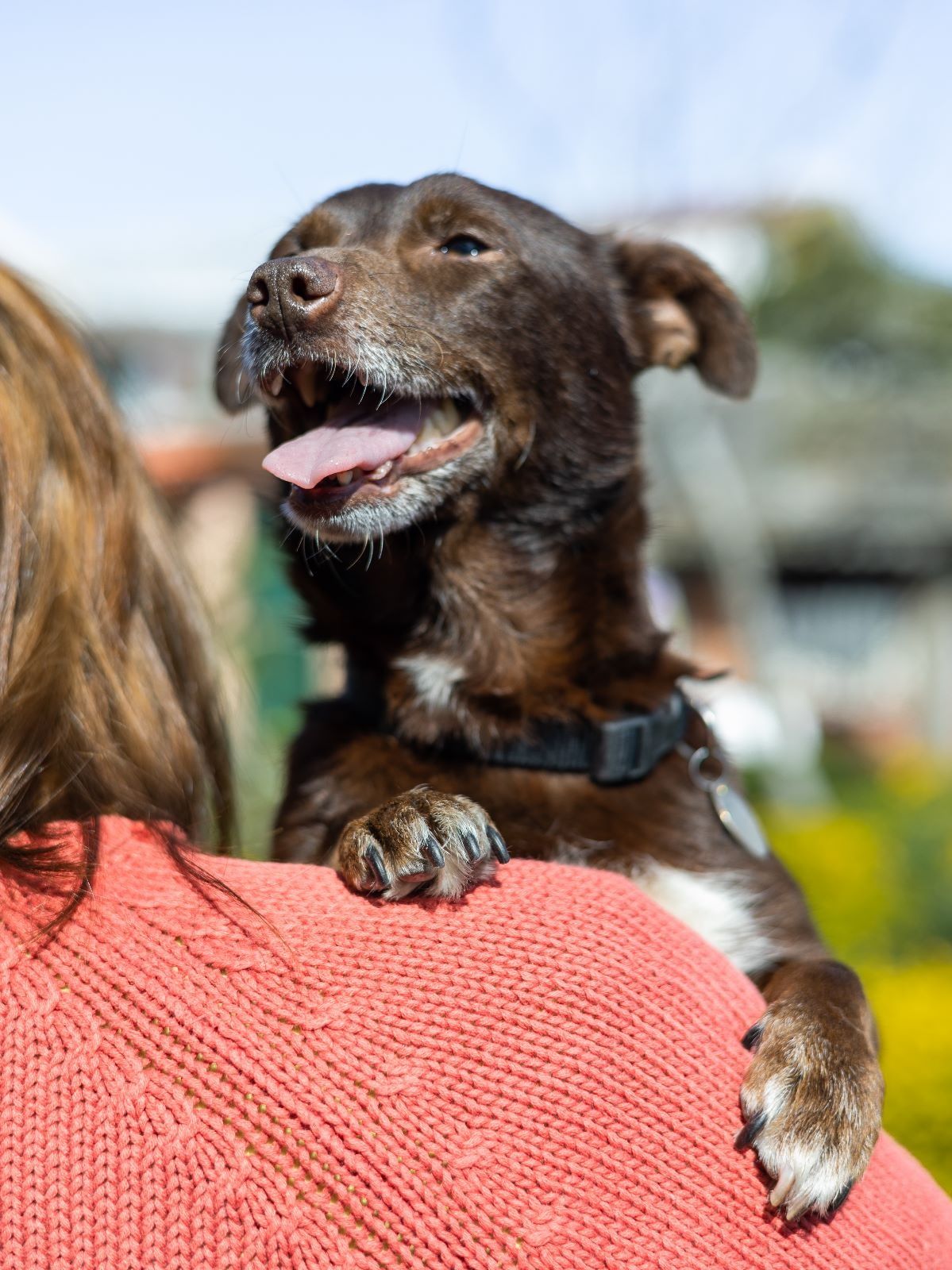 Cãozinho adulto porte pequeno