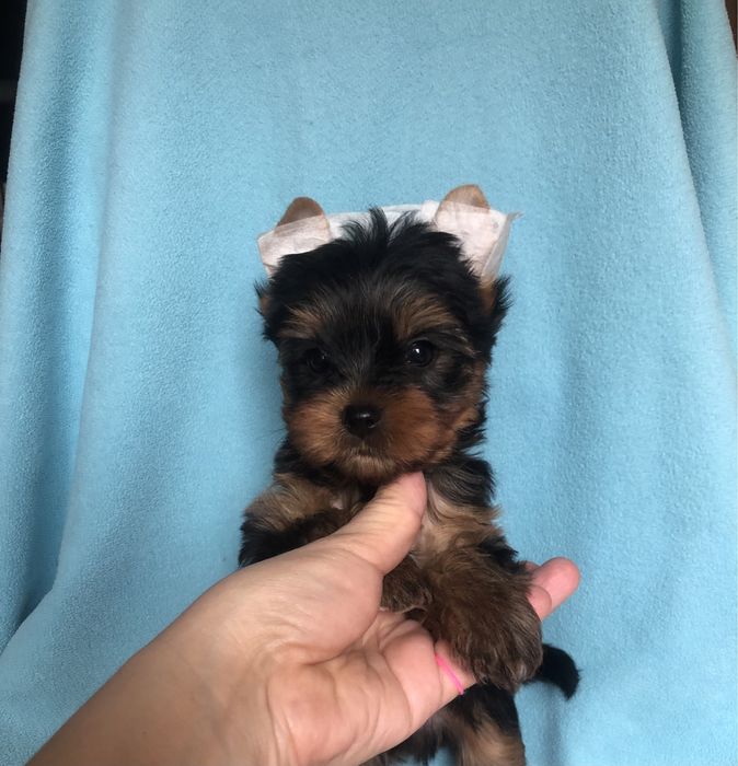 Йоркширський тер‘єр хлопчик КСУ