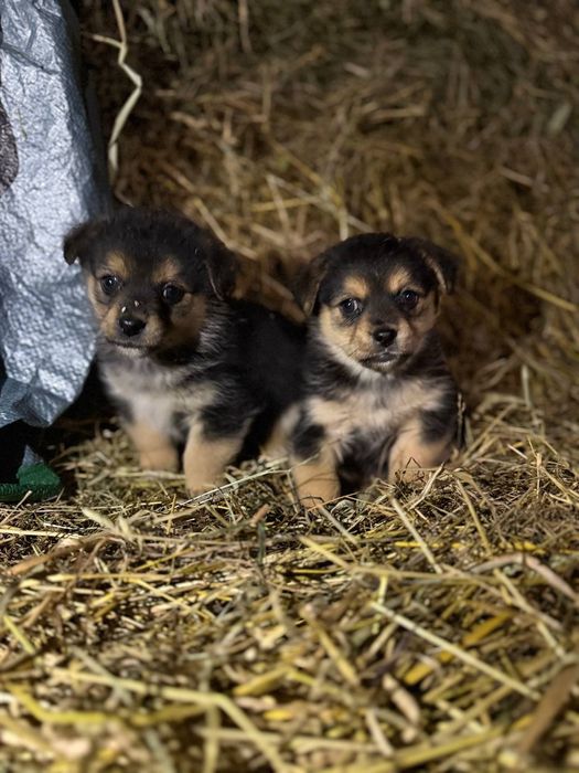 Віддам маленьких цуценят у добрі руки!
Милі, грайливі й дуже добрі пес