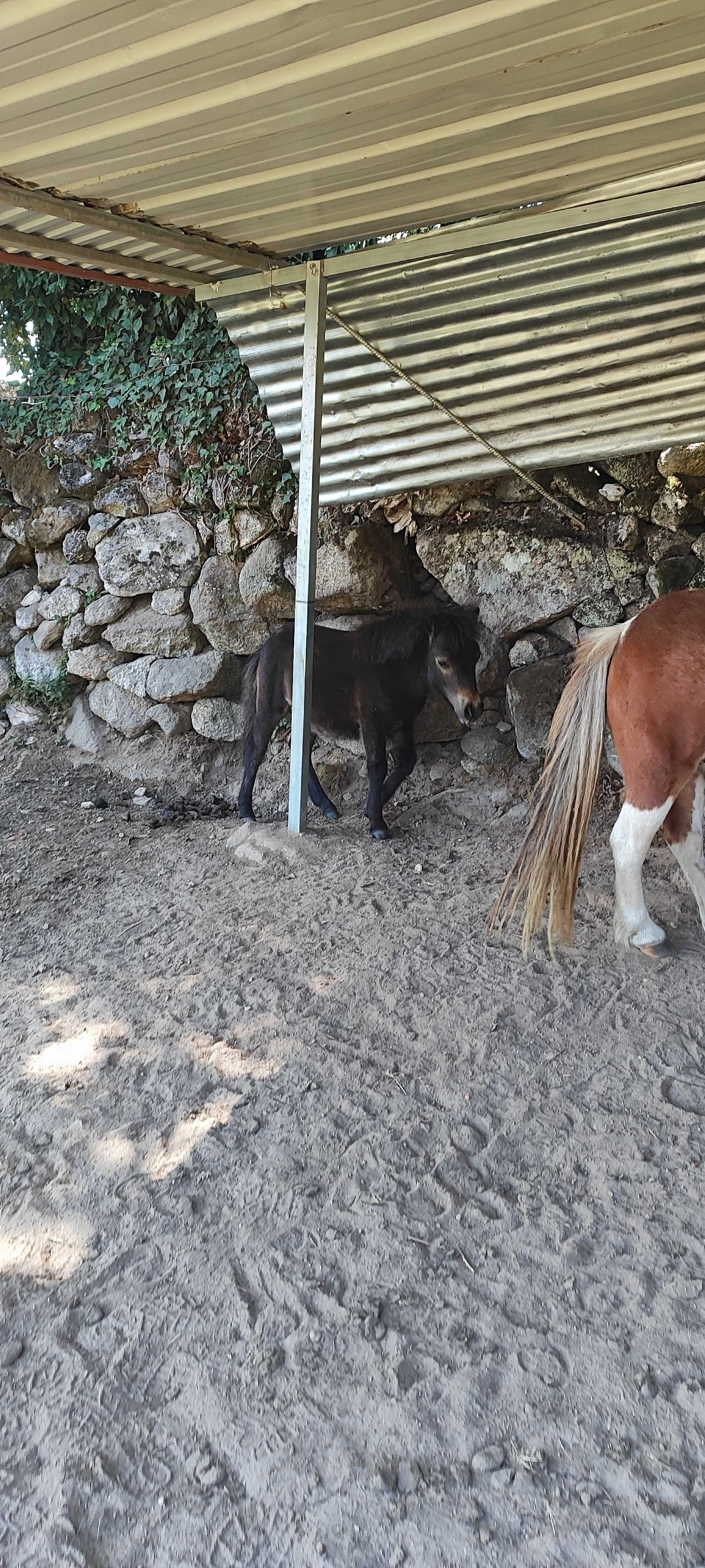 Vendo pônei macho com 4 meses
