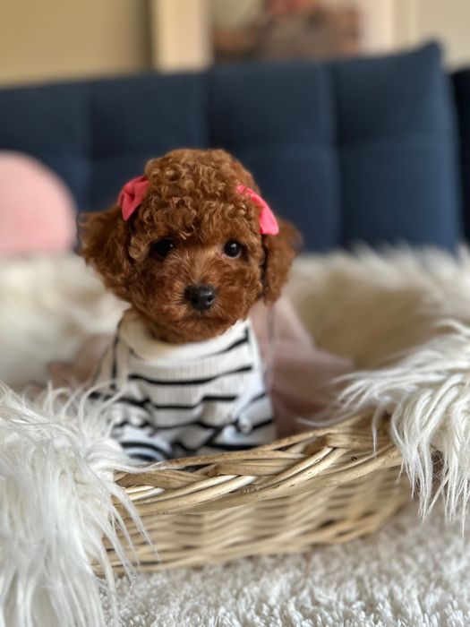 Śliczna Suczka Pudel Toy! Badania genetyczne!