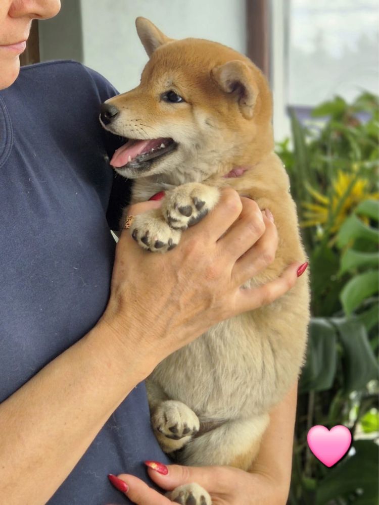 Shiba piękna czerwona suczka