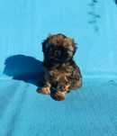 Shih Tzu brązowy chłopiec