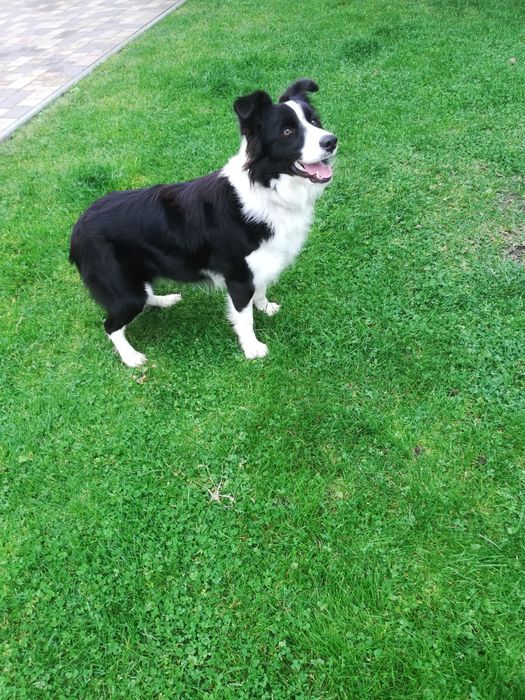 Border collie szczeniak!