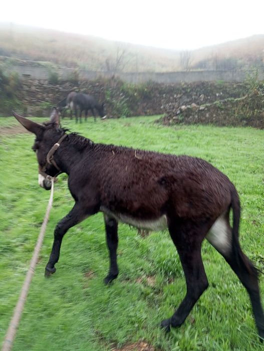 Vendo burro Inteiro